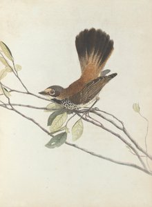 オレンジのラッパのヒタキ、ルーウィン、ジョン自然史を持つニューサウスウェールズ州の鳥。シドニーG ... 作： John William Lewin